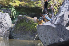 給餌は次回で