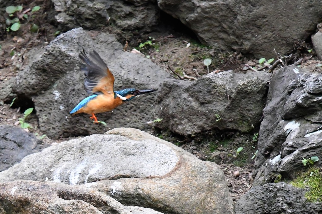 それいけカワセミ