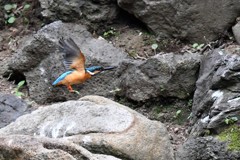 それいけカワセミ