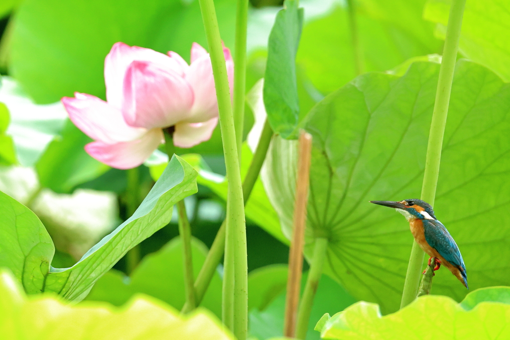 蓮池のカワセミ