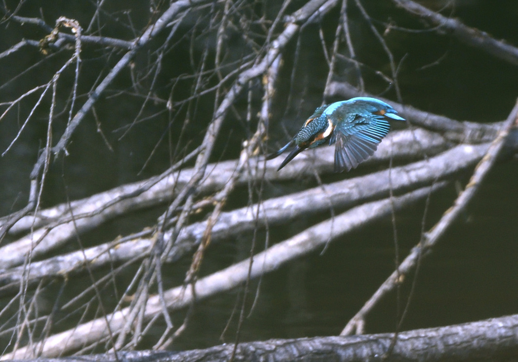 裏の池で飛び込み