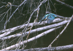 裏の池で飛び込み