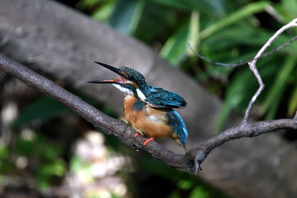 今日のカワセミ　ポーズ３