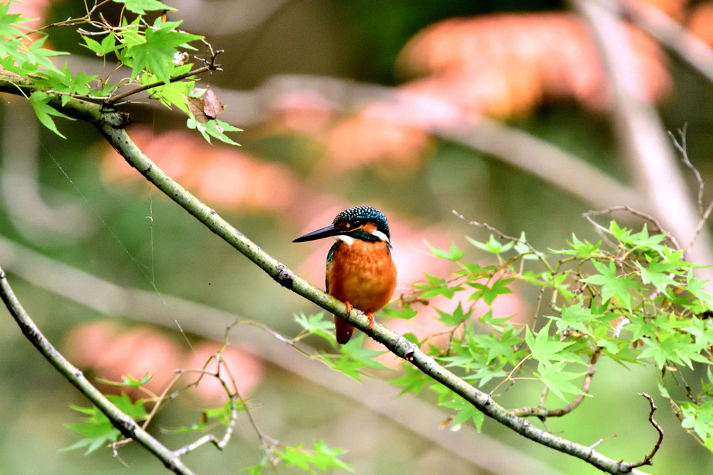 紅葉の紅葉が待ちどうしい