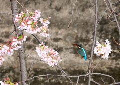桜カワセミ