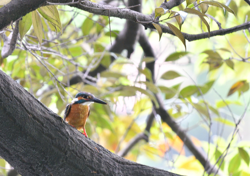 やっと来たカワセミ