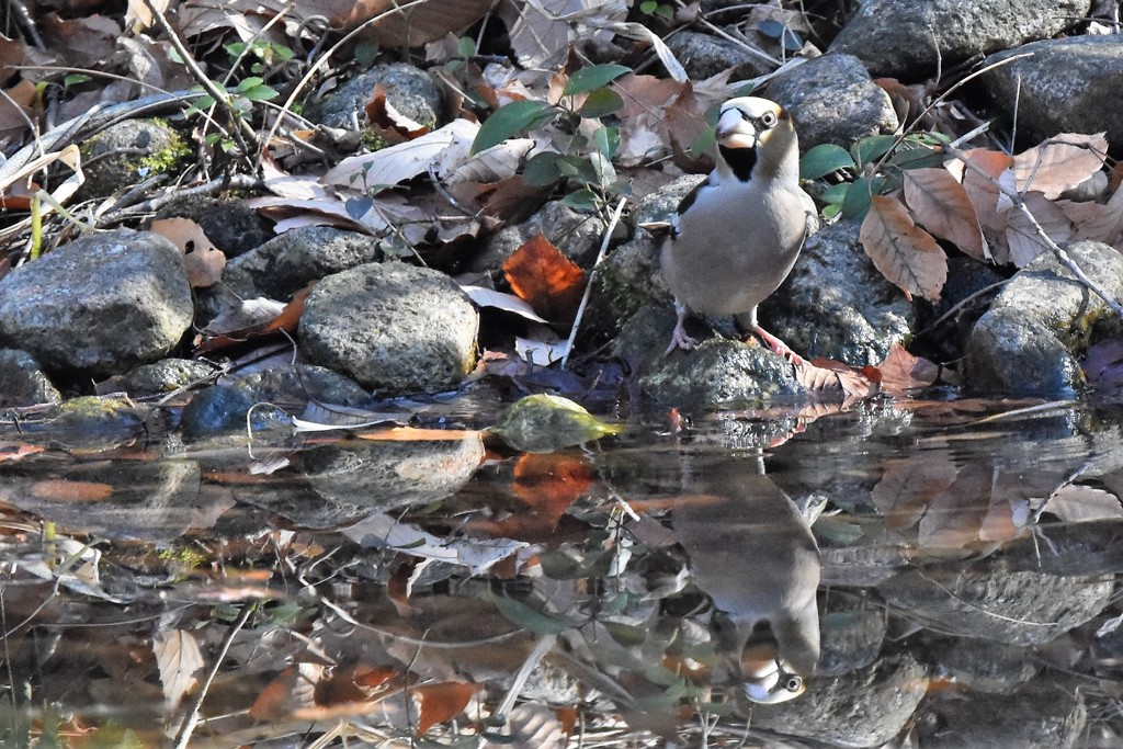 シメも水飲み
