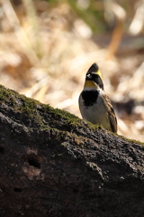 ミヤマホウジロ