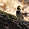 ミヤマホウジロ