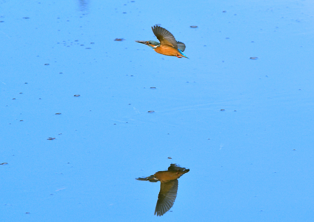 ダブルカワセミ