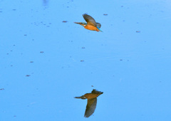 ダブルカワセミ