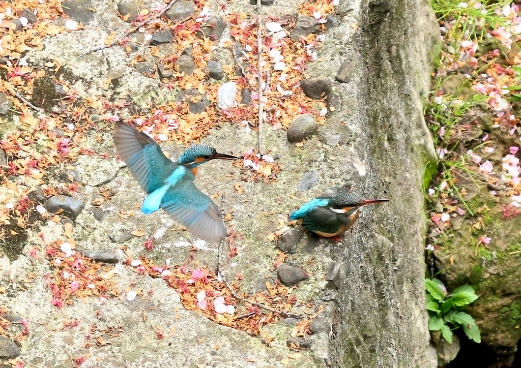 今日のカワセミ（２）