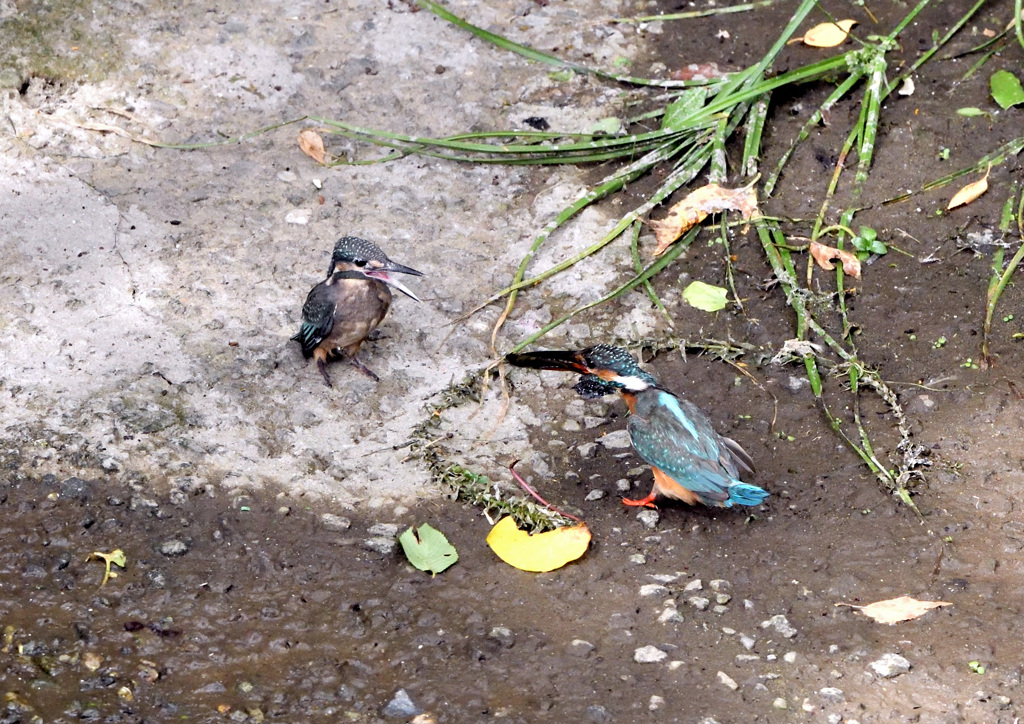 巣立ち、初めての外ご飯
