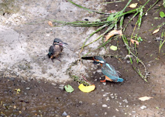 巣立ち、初めての外ご飯
