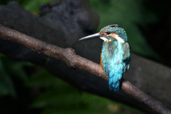 今日のカワセミ ポーズ4