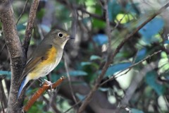 いつもの公園のルリビタキ