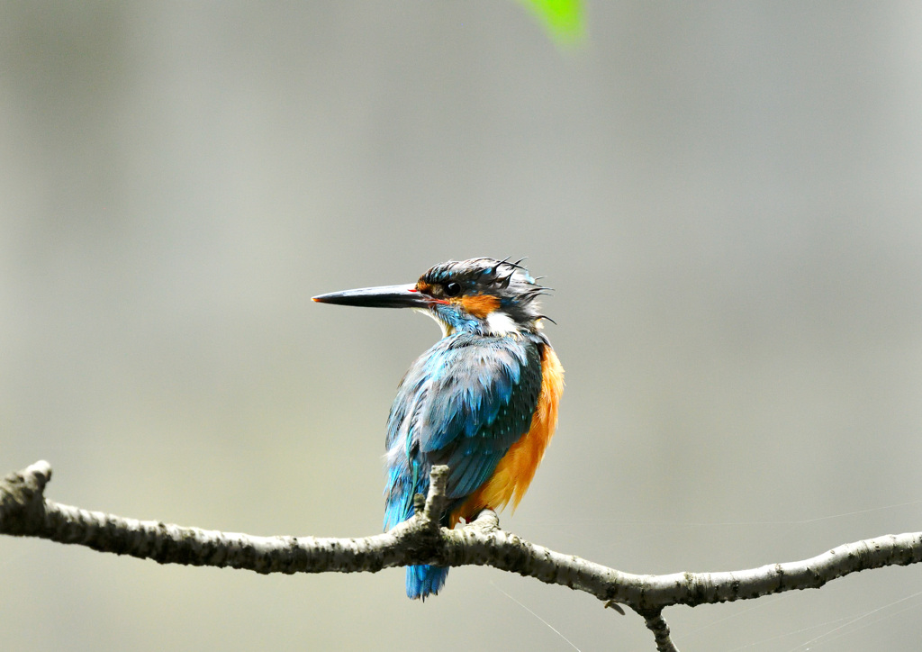 水浴びしてすっきり