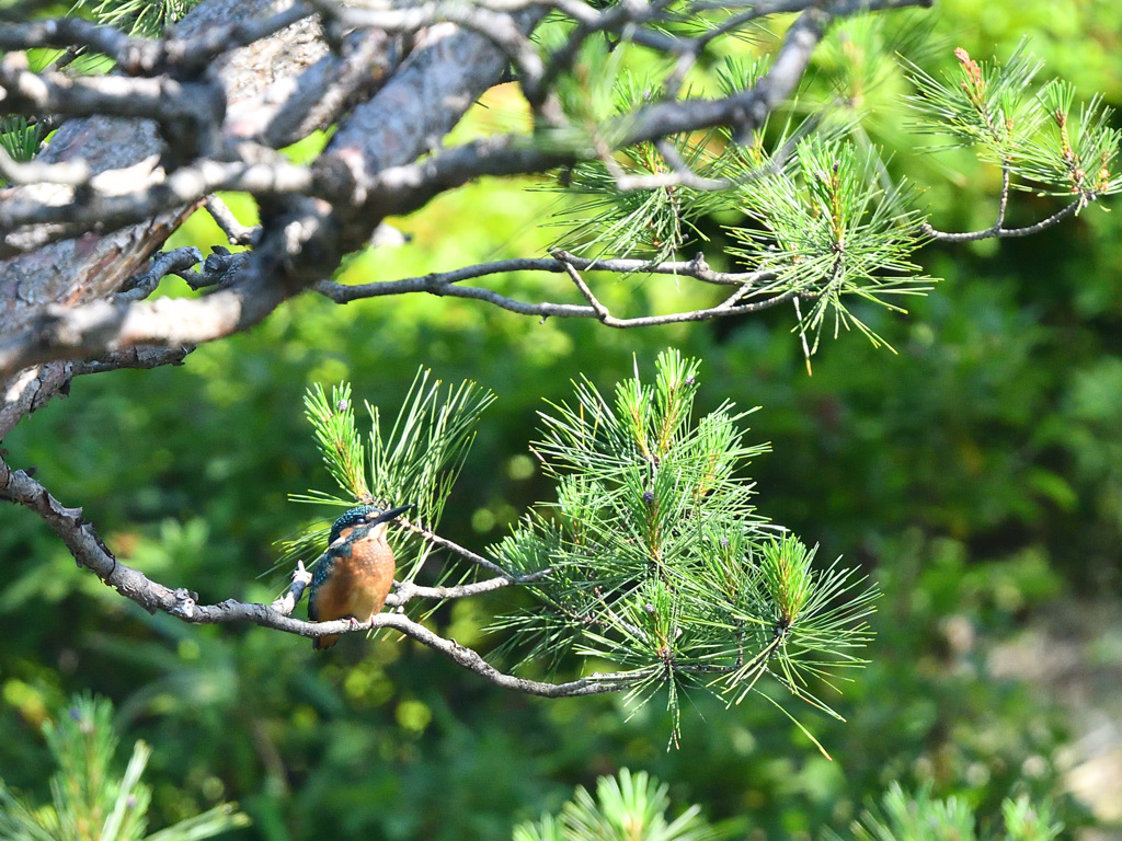 カワセミの幼鳥