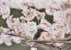 サクラカワセミ１