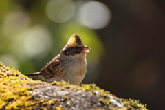 ミヤマホウジロ　メス