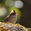 ミヤマホウジロ　メス