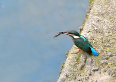 ドジョウ獲ったぞ