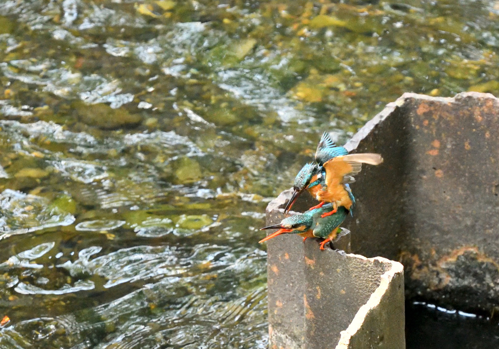 カワセミの交尾