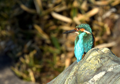 夕日を浴びるカワセミ