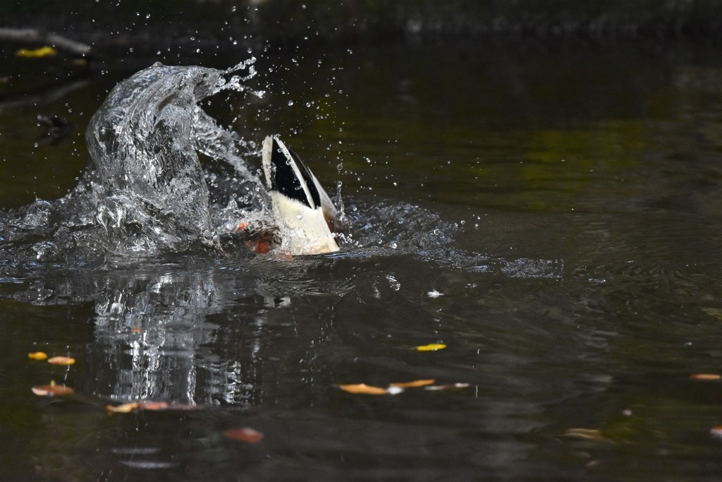 カモの昼食（２）