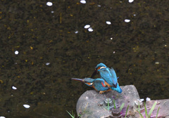 ペアリング成立