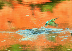 赤い池で水浴び