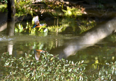 カワセミの初撮り1