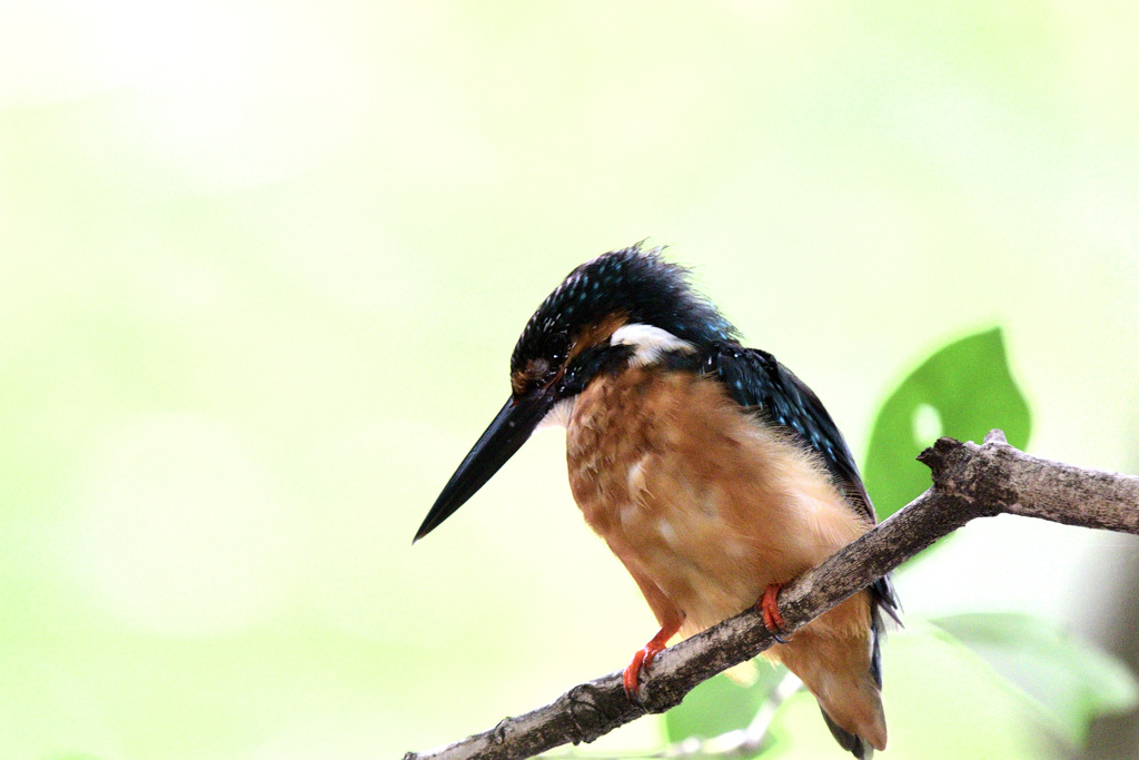 今日のカワセミ君