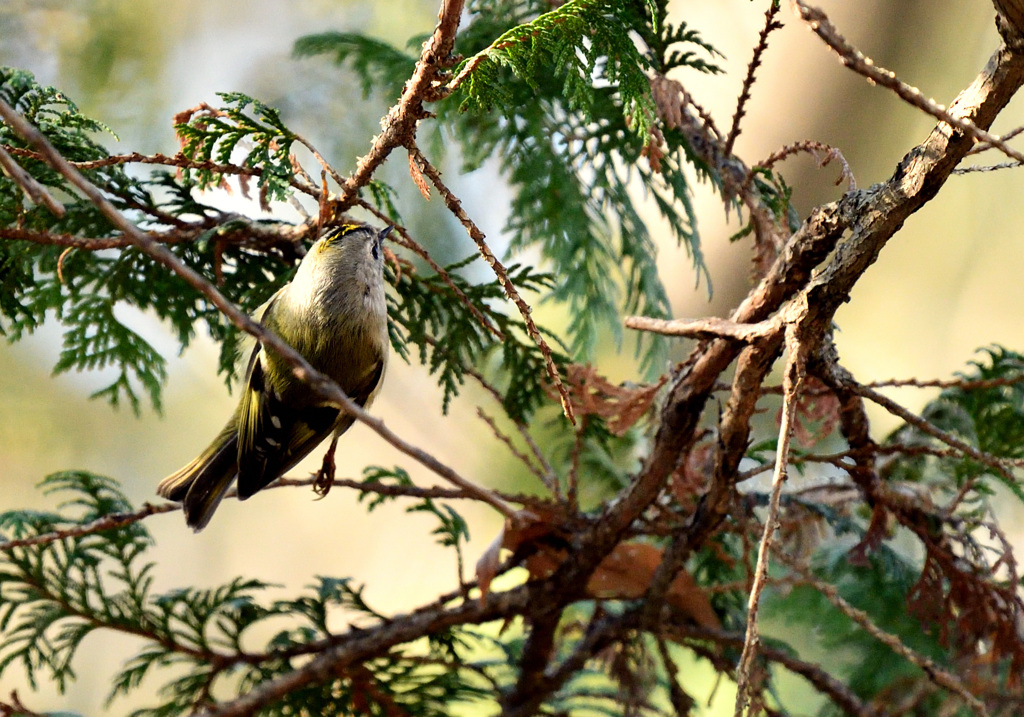 キクイタダキ（何とか紋章が）