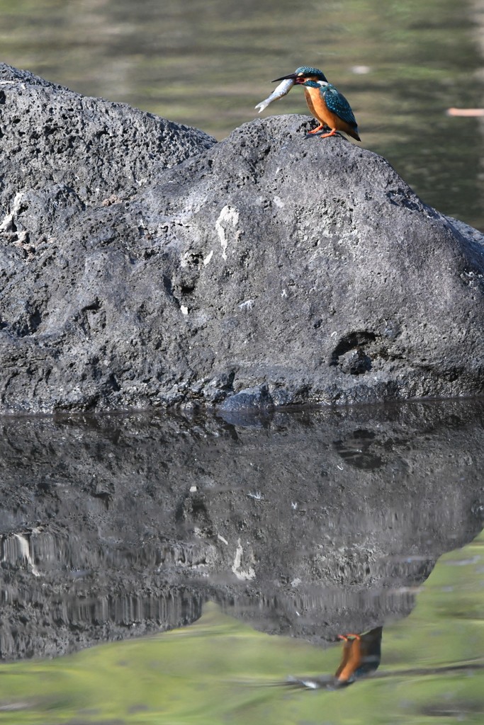 ダブルカワセミ