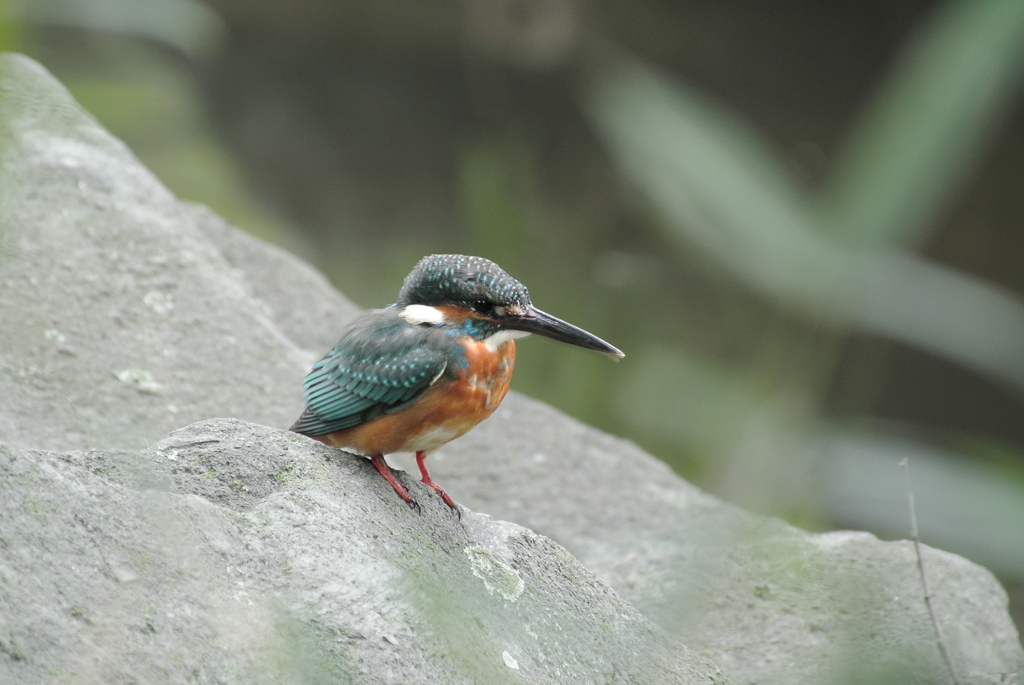 やっと静かに魚が取れる