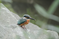 やっと静かに魚が取れる