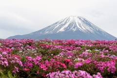 芝桜