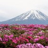 芝桜