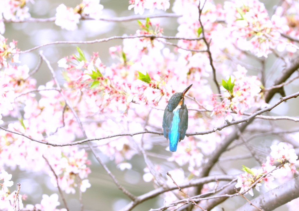 桜カワセミ１