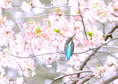 桜カワセミ１