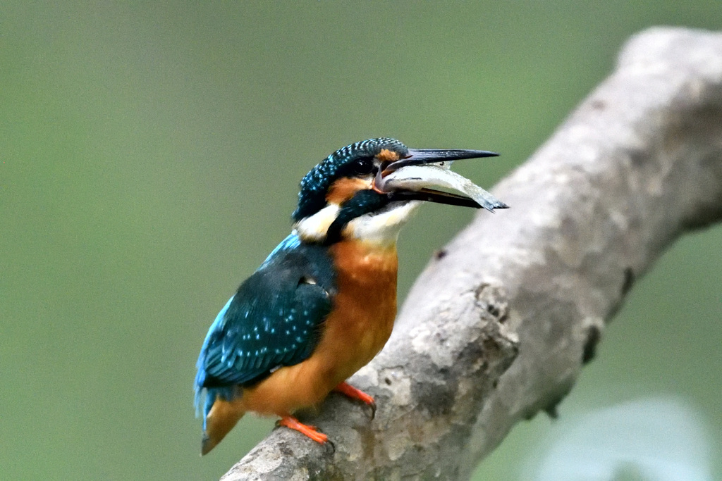 いただきまーす！