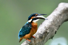 いただきまーす!