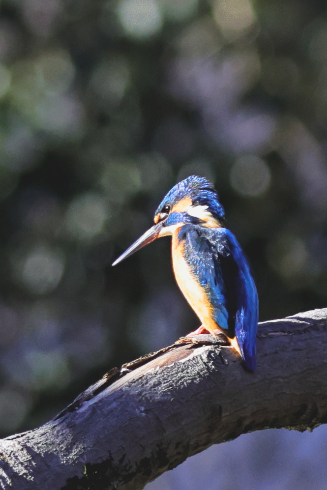 枝の上から獲物探し