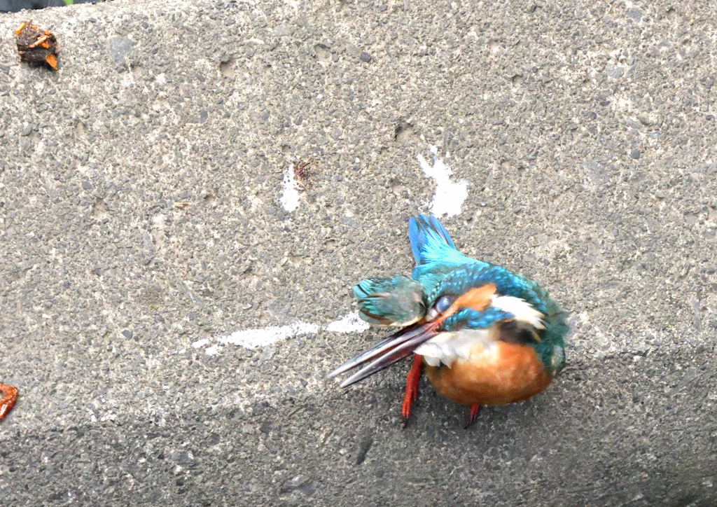 育児に疲れたカワセミ