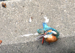 育児に疲れたカワセミ