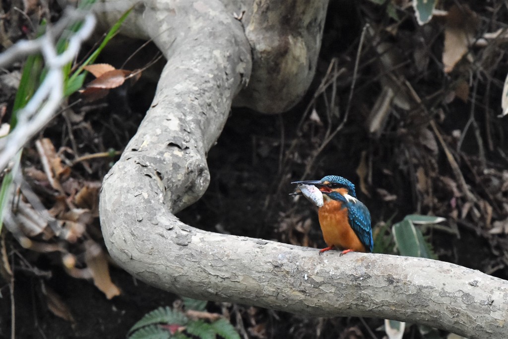 ビッグフィッシュ