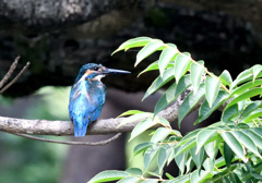 今日のカワセミ