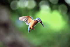 フォバリング１