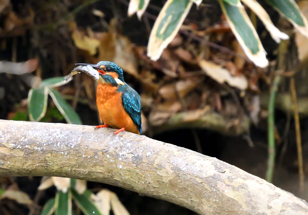いつもの枝のカワセミ